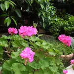 Gioia Konukevi