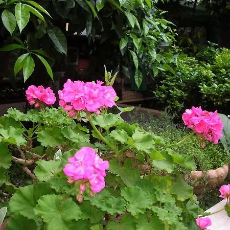 Gioia Гостевой дом