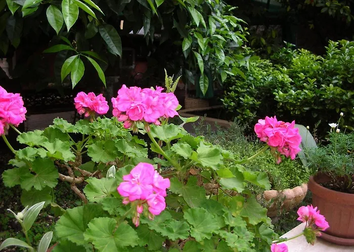 Gioia 게스트하우스